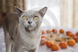Pussycat got caught with mandarins on table