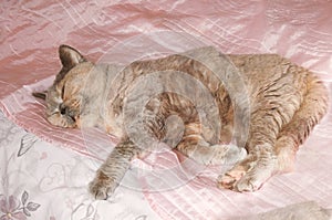 pussycats cats cat feline british shorthair persian sleeping asleep dozing dreaming bed cute