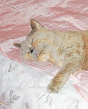 pussycats cats cat feline british shorthair persian sleeping asleep dozing dreaming bed cute