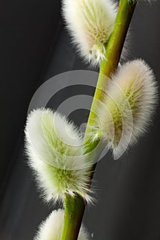 Pussywillow