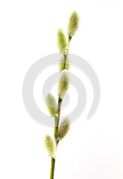 Pussywillow