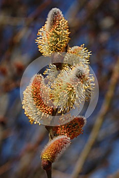 Pussywillow