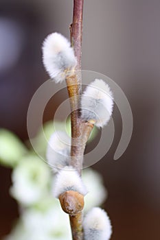 Pussywillow