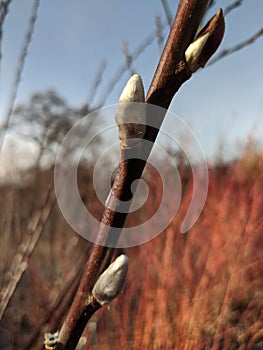 Pussywillow buds in sun