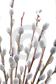 Pussywillow closeup over white