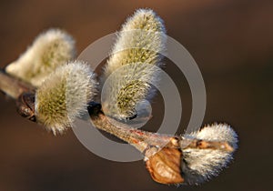 Pussywillows