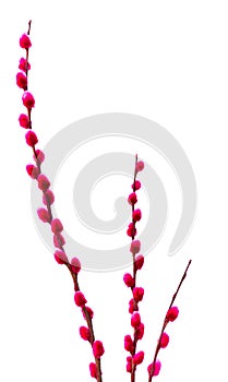 Pussywillows dyed pink