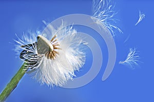 Pusteblume