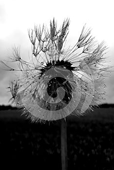 Pusteblume in black and white with water drops