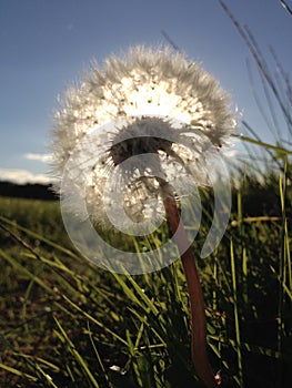 Pusteblume Dandelion