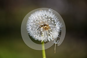Single Withered Dandelion Flower VI