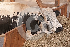 Pustertaler cattle in the barn