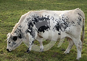 Pustertaler cow