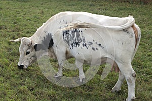 Pustertaler cow