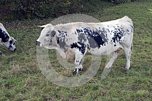 Pustertaler cow
