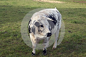 Pustertaler cow