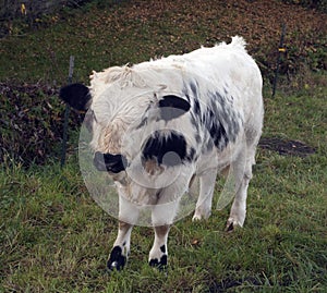 Pustertaler cow