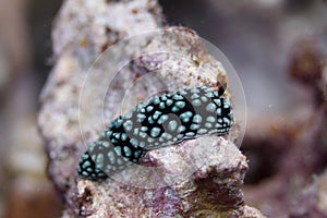 Pustulose Wart Slug Nudibranch on Coral Reef