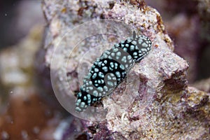 Pustulose Wart Slug Nudibranch on Coral Reef