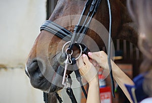 Put on bridle on horse. Equestian background. Horse riding sport. On farm. Closeup in stable.