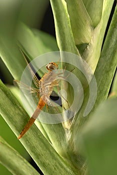 Put the dragonfly leaf