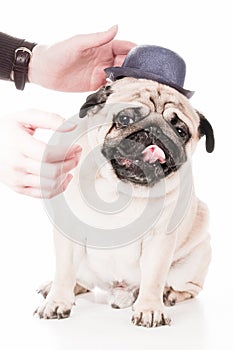 They put a hat on a pug, the dog resists.
