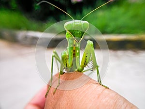 Put the mantis on your finger