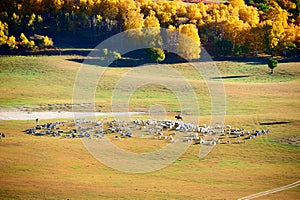 Put out to pasture on the autumn grassland