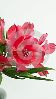 Put red alstroemeria that represent friendship, love, strength, devotion and mutual support in your home decoration