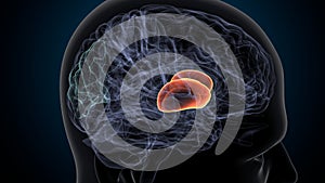 3d illustration of human brain putamen anatomy . photo