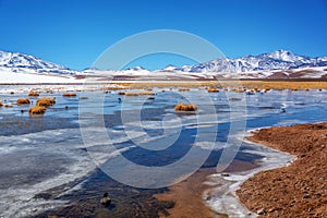 Putana wetland in Atacama Chile