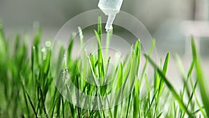 puting water drops on grass' blades with injection
