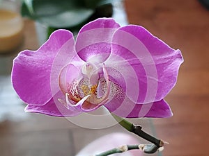 Putple Orchid in Bloom photo