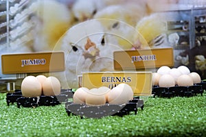 Putrajaya, Malaysia - Aug 10, 2022 BERNAS promoting food for the chicks Malaysia Agricultural Expo