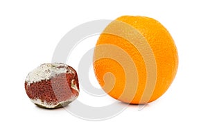 Putrefaction orange