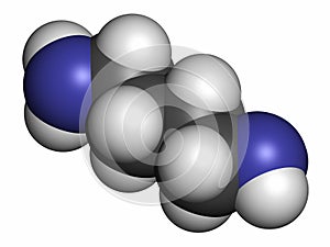 Putrescine foul smelling molecule. Atoms are represented as spheres with conventional color coding: hydrogen (white), carbon (grey