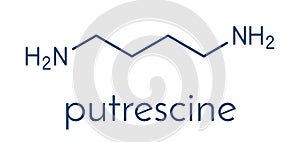 Putrescine foul smelling molecule. Skeletal formula.