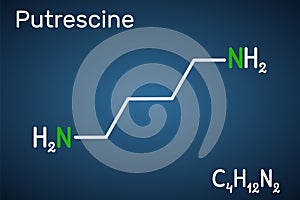 Putrescine molecule. It is toxic diamine, it belongs to the group of biogenic amines. Structural chemical formula on the dark blue