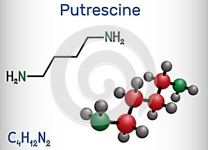 Putrescine molecule. It is toxic diamine, it belongs to the group of biogenic amines. Structural chemical formula and molecule