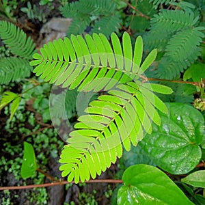 Putri leaves are embarrassed if touched the leaves will shrivel