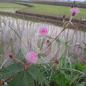 putri malu flower blossom