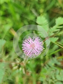 Putri malu purple flower Mimosa pudica,  bashful, or shrinking, bashful mimosa, sensitive plant, shy plant photo