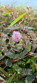 Putri malu or Shameplant or Mimosa pudica