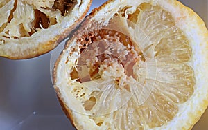 PUTRID ROT INSIDE A CUT LEMON