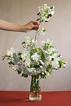 Putting a blooming twig into vase