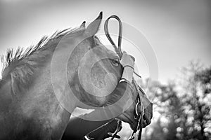 Putting a bridle on a horse photo
