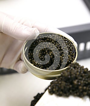 Putting caviar in tins