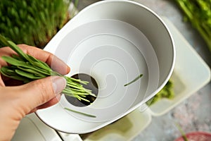 Putting fresh green barley grass into a juicer to prepare homemade juice