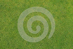 Putting green on golf course - Aerated - maintenance background