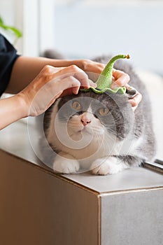 Putting a hat on a British Shorthair